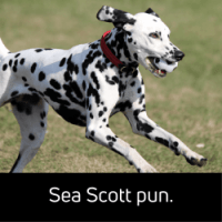 dalmatian running